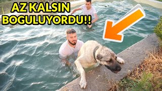 KÖPEKLERİME HAVUZDA YÜZME ÖĞRETTİM! ( Akbaş , Kangal ve Rottweiler )