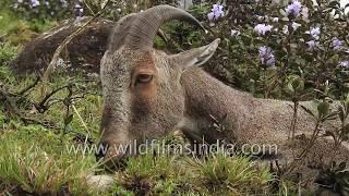 Nilgiri Tahr laze on Neelakurinji flowering slopes at Eravikulam in Kerala