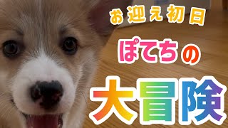 子犬コーギーついに我が家に！初めての部屋でお散歩する姿がかわいすぎてつい…