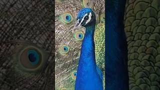 Peacock Dance Performance #shorts  #birds