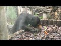 マレーグマのモモコ「あとでね」＠上野動物園 momoco the sun bear