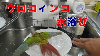 ウロコインコ　水浴び