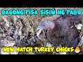 New hatch turkey chicks/Sisiw ng Pabo