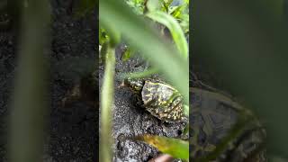 吃货啊，要被你们吃穷了（2023年自家繁殖的佛箱苗）#boxturtle