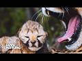 Cheetah Mom Must Leave Blind Cubs to Hunt | New Kids in the Wild 103