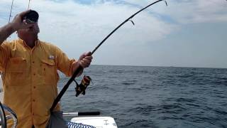 Big Amberjack at the Savannah Snapper Banks