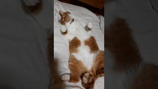 暑い夜はこうなる　#Shorts　【侵入した野良仔猫】～家猫修行中～