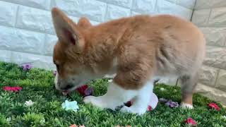 179568 コーギー　ペットショップ犬の家＆猫の里春日井店