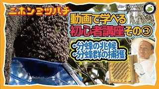 【二ホンミツバチの養蜂入門 - 初心者でも簡単スタート！】「二ホンミツバチの養蜂初心者講座 第３回：分蜂の兆候と分蜂群の捕獲法」日本みつばちの養蜂 How to Beekeeping