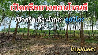 เปิดกรีดยางตอนไหนดี เปิดกรีดเดือนไหน? ดูยังไง? #ยางพาราพารวย