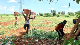 மரவள்ளி கிழங்கு அறுவடை செய்யும் முறை 🥰👀👌👌👌🌱🌱🌱🥓🥓🥓🌱🌱🌱