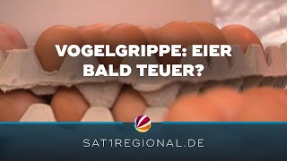 Eier bald teurer? Vogelgrippe könnte zu Knappheit vor Ostern führen