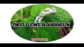 Iwulo Ewe Agogogun/ogbe ori akuko/aparigun @Dromoodoagbatv #youtube #subscribe #tips #viral