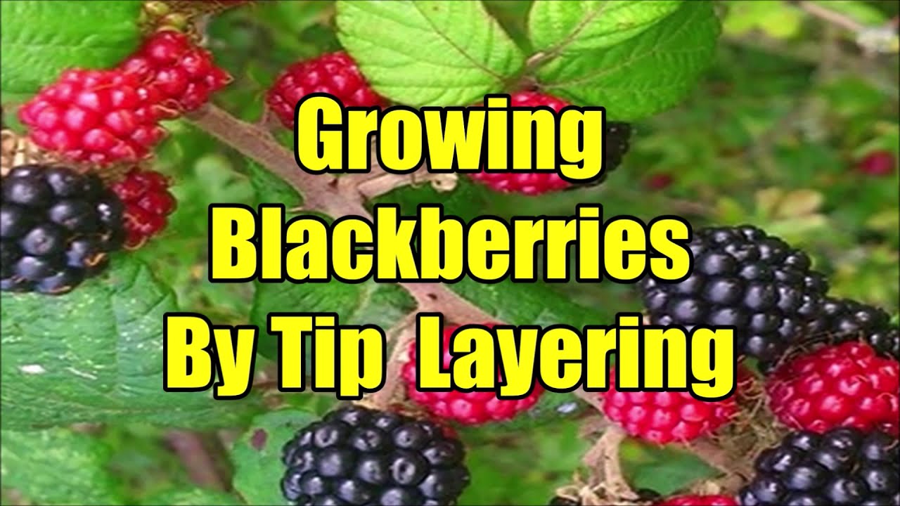 Blackberry Propagation By Tip Layering: How To Grow Blackberries By Tip ...