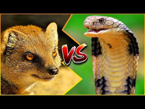 King Cobra Vs Mongoose Who Would Win In A Fight? | Snake Caught On ...