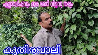 Pepper Kuthiravaley Steady yeild#agriculture#antony muniyara VIogs