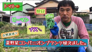 夏野菜！コンパニオンプランツ植えてみました。《家庭菜園》