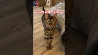 【猫カフェ 福岡】猫たちにフンガフンガしてみたw