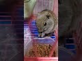 How to raise Chinese mice part 1137