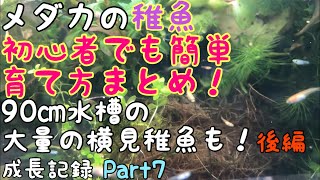 メダカの稚魚の育て方総まとめ！後編　90㎝水槽の大量稚魚の横見の様子も！稚魚成長記録part7