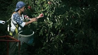 Harvesting apples at night