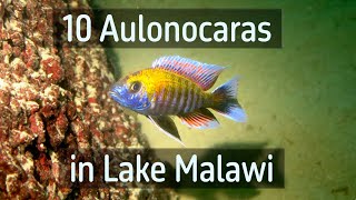 10 Aulonocaras in Lake Malawi