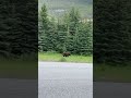 Huge Bear spotted in Jasper, Alberta | Jasper National Park | #bear #grizzlies #jasper #banff