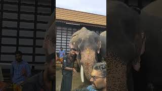 വടക്കുംനാഥൻ ശിവൻ പൊക്കം രാജേഷ് 😍 | vadakkumnadhan shivan pokkam rajesh | #keralaelephant #aanapremi