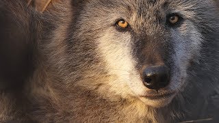 Sunset with Ambassador Wolf Zephyr