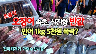 민어 대폭락? 1kg 5천원 말이 돼?? 초콜릿 오징어 산지보다 더 싸다! 1, 000원 이하 생선 지천으로 깔린 가락수산시장 장보기 전 꼭 보고 가세요! 오징어 가락동수산시장