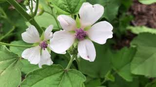 Marshmallow Flowers (Althaea officinalis)