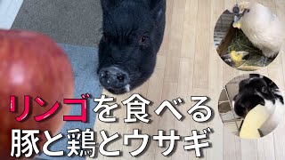 初めてのリンゴに大興奮のマイクロブタのとんかつ、烏骨鶏のぼんじり、ウサギの松阪さん