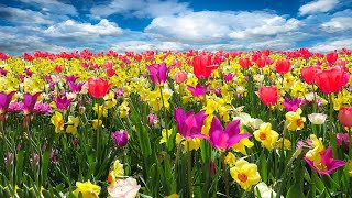 A1 English Listening Practice: Seasons