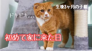 【猫 可愛い 】スコティッシュフォールドが初めて家に来た日【鳴き声】