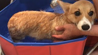 新しいバスタブが超お気に入り❣️A new bathtub for Princess MOMO ❣️