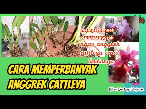 Cara Memperbanyak Anggrek Cattleya Agar Cepat Berbunga - YouTube