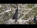 great cormorant colony in japan