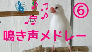 文鳥【鳴き声メドレー⑥】さえずり、呼び鳴き、甘え鳴き　かわいい鳴き声を集めました　‘’Java sparrow‘’‘’gelatik jawa‘’‘’문조‘’