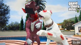 Babaların savaşı! Beyaz pitbull Jack vs eski kral Ares! - GTA 5