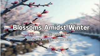 Relaxing | Soothing | Blossoms Amidst Winter |Comforting Rest Peace | 放鬆 輕鬆 音樂 睡眠 減壓 舒適 失眠 休息 平靜 寧靜