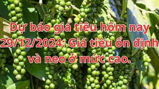 Dự báo giá tiêu hôm nay 29/12/2024: Giá tiêu ổn định và neo ở mức cao.