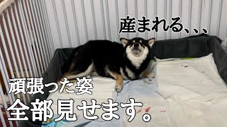 【柴犬　初産　自宅出産ドキュメンタリー】　感動の瞬間　出産までの軌跡