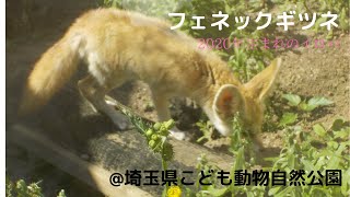 「Panchanzooaquarium 」2020年生まれのフェネックギツネ《イロハ》【埼玉こども動物自然公園】