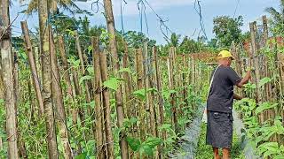 The Relentless Dedication of Farmers: A Heartfelt Story of Growing Long Beans with Patience