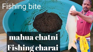 mahua chatni fishing charai behtareen fishing bite.