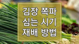 2023년 가을 김장 쪽파 심는 시기 및 재배방법 알아보기(feat. 추석용 쪽파 심는 시기)