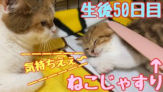 (生後50日)赤ちゃんもうっとり魔法のアイテム#ねこじゃすり！【#赤ちゃん猫】kitten