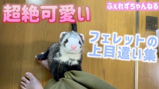 飼い主がおやつをくれるまでひたすらアピールするフェレット