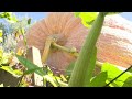 Extreme gardening: Wyoming man growing giant, winning pumpkins