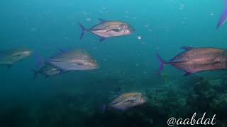 Similan diving with MV Bavaria